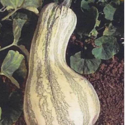 Cushaw Pumpkin Seeds