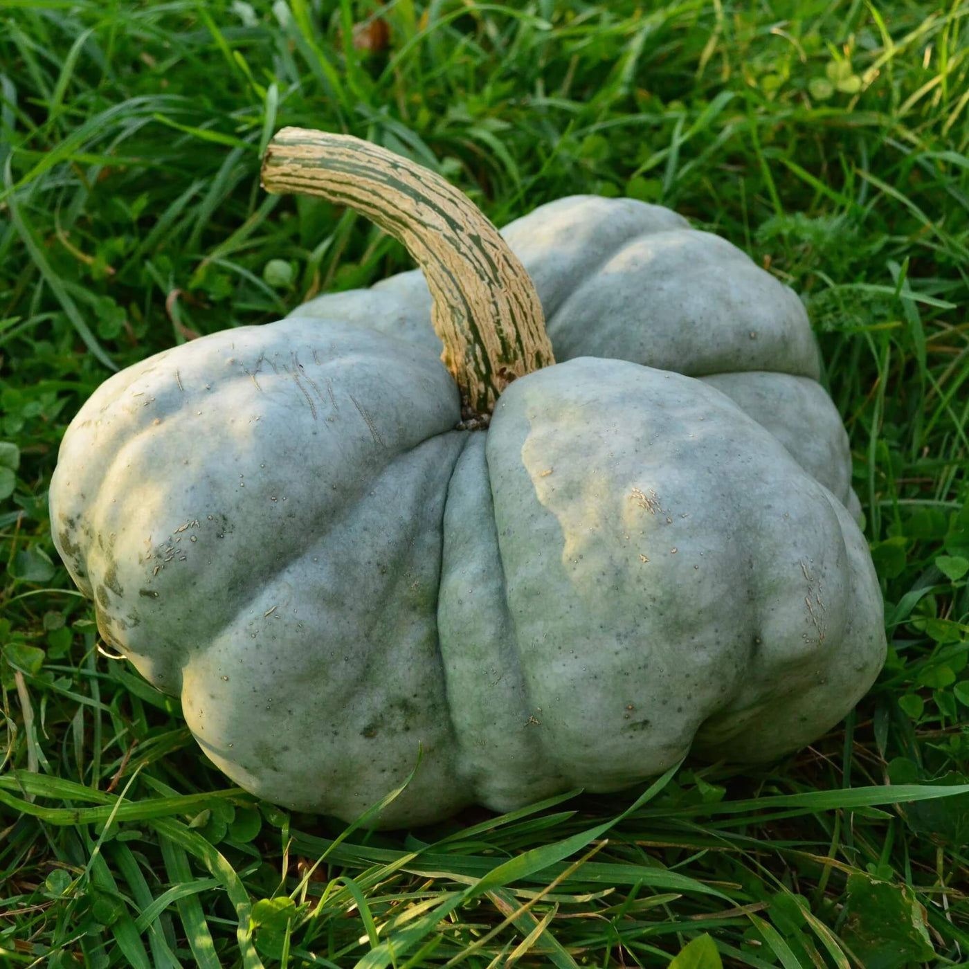 Gray Triamble Pumpkin Seeds