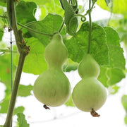 Lagenaria Siceraria Pumpkin Seeds