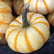 Lil' Pump Ke Mo Pumpkin Seeds