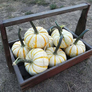 Lil' Pump Ke Mo Pumpkin Seeds