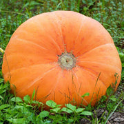 Mammoth Gold Pumpkin Seeds