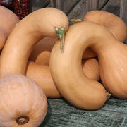 Neck Pumpkin Seeds