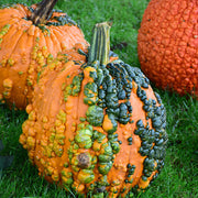 Orange Knucklehead Pumpkin Seeds