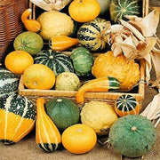 Ornamental Mix Pumpkin Seeds