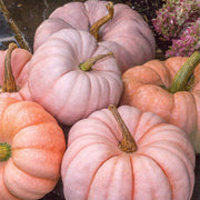 Pink Pumpkin Seeds