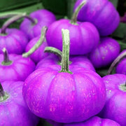 Purple Pumpkin Seeds