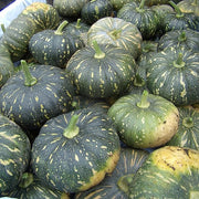 Rican Pumpkin Seeds