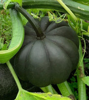 Black Pumpkin Seeds