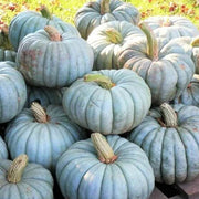 Blue Moon Pumpkin Seeds