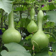 Bottle Pumpkin Seeds