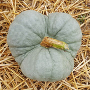 Gray Triamble Pumpkin Seeds