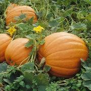 Mammoth Gold Pumpkin Seeds