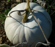 White Pumpkin Seeds