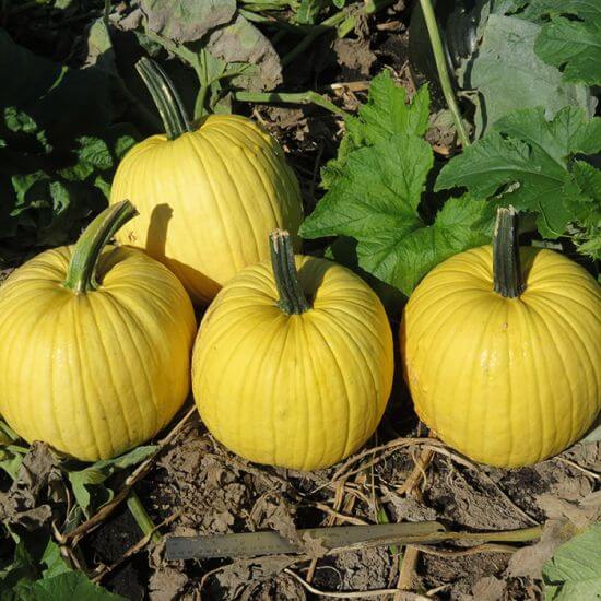 Yellow Pumpkin Seeds