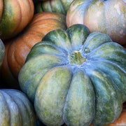Zucchini Aspn-RAN Pumpkin Seeds