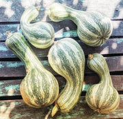 Cushaw Pumpkin Seeds