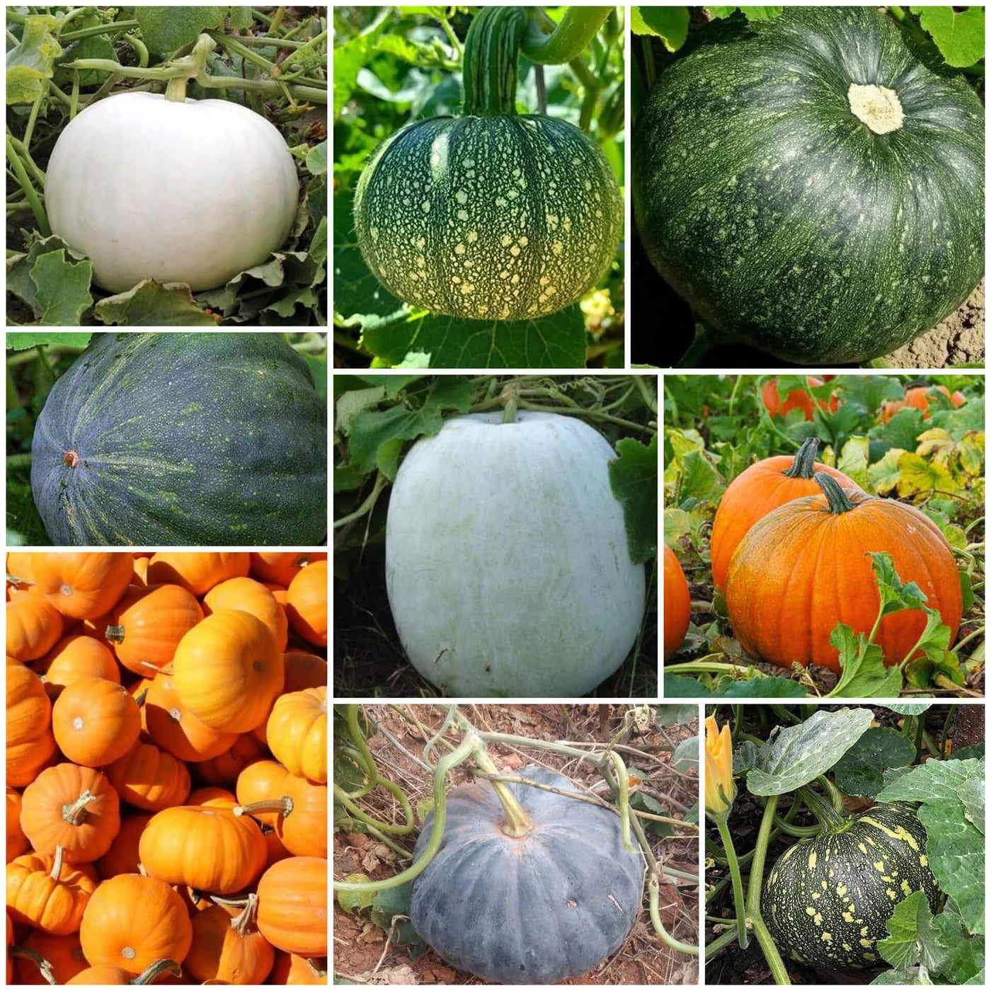 Pumpkin Seeds - All In One For Home Gardens