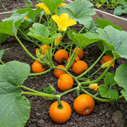 Pumpkin Seeds - All In One For Home Gardens