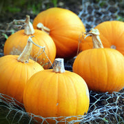 Pumpkin Seeds - All In One For Home Gardens