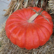 Bright Red Pumpkin Seeds