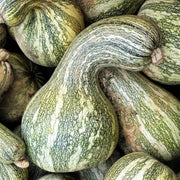 Cushaw Pumpkin Seeds