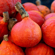 Hokkaido Red Kuri Pumpkin Seeds