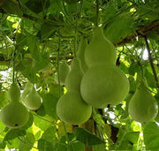 Lagenaria Siceraria Pumpkin Seeds