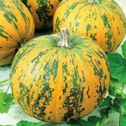 Multi-Colored Pumpkin Seeds