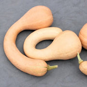 Neck Pumpkin Seeds