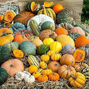 Ornamental Mix Pumpkin Seeds