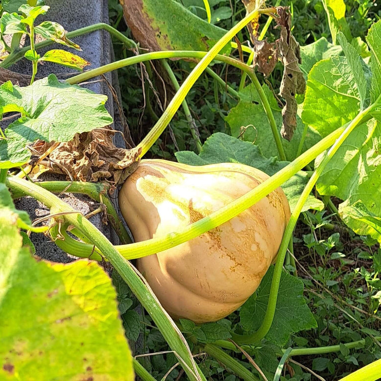 Seminole Pumpkin Seeds