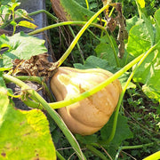 Seminole Pumpkin Seeds