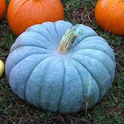 Blue Moon Pumpkin Seeds