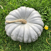 Bonsai Large Pumpkin Seeds