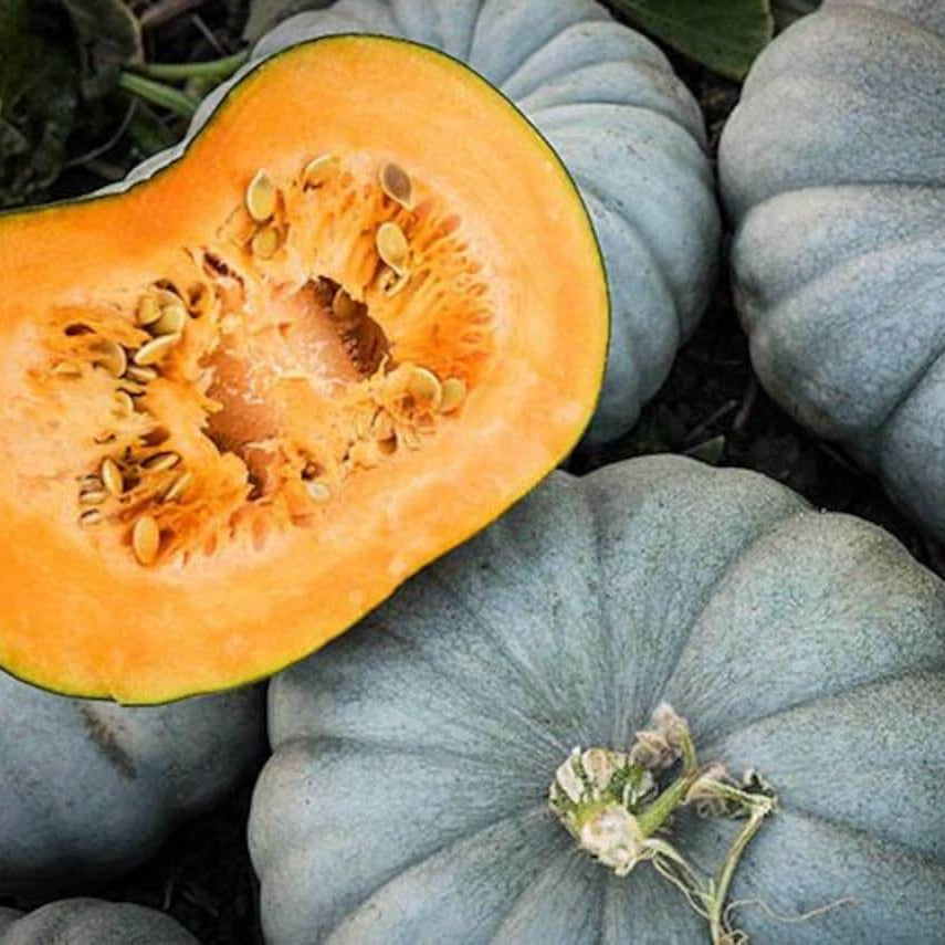 Bonsai Large Pumpkin Seeds