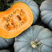 Bonsai Large Pumpkin Seeds