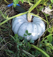 Bonsai Large Pumpkin Seeds