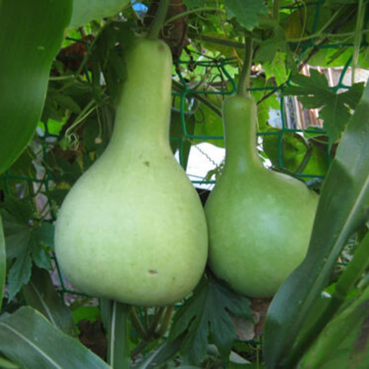 Bottle Pumpkin Seeds