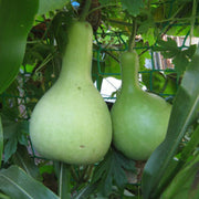 Bottle Pumpkin Seeds