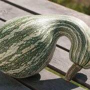 Cushaw Pumpkin Seeds