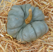 Gray Triamble Pumpkin Seeds