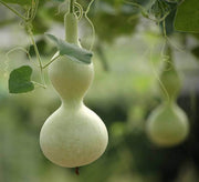 Lagenaria Siceraria Pumpkin Seeds