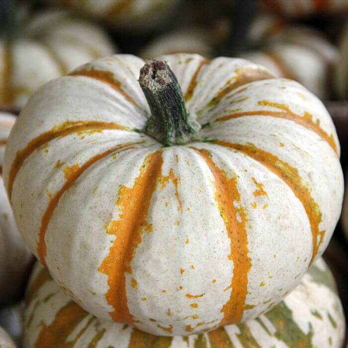 Lil' Pump Ke Mo Pumpkin Seeds
