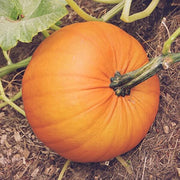 Mammoth Gold Pumpkin Seeds