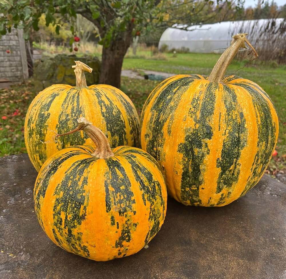 Multi-Colored Pumpkin Seeds