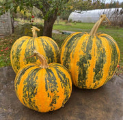Multi-Colored Pumpkin Seeds