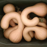 Neck Pumpkin Seeds