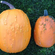 Orange Knucklehead Pumpkin Seeds