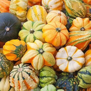 Ornamental Mix Pumpkin Seeds